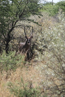 Namibia Hunting Safari 40