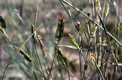 Anglų lietuvių žodynas. Žodis intermediate wheatgrass reiškia tarpinis wheatgrass lietuviškai.