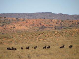 South Africa Hunting Safari - Northern Cape 39