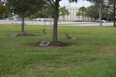 Johnson Space Center Deers • <a style="font-size:0.8em;" href="http://www.flickr.com/photos/28558260@N04/39079284581/" target="_blank">View on Flickr</a>