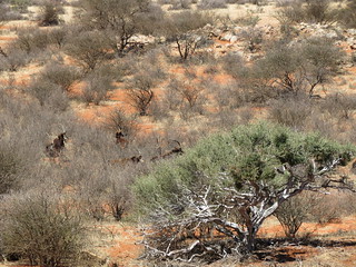 South Africa Hunting Safari - Northern Cape 17