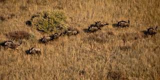Namibia Hunting Safari 41