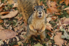 155/365/3442 (November 13, 2017) - Autumn Squirrels in Ann Arbor at the University of Michigan (November 13th, 2017)