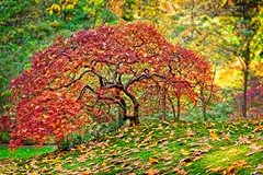 Autumn Maple Japanese Garden 4718 B