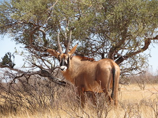 South Africa Hunting Safari - Northern Cape 22