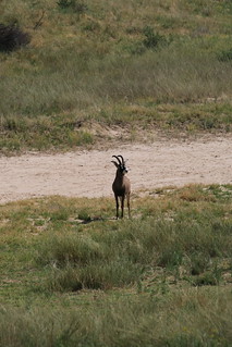 Namibia Luxury Hunting Safari 308