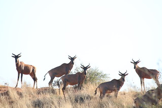 South Africa Hunting Safari - Northern Cape 80