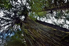 Standing Next to and Looking up the Sides of a Tall Evergreen Tree