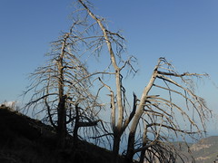 Dead trees!!!    P1030100