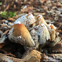 IMG_4869_Emerging mushrooms shedding scale