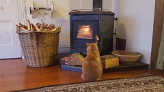 Kitty wärmt sich vor dem Kamin – so eine Klischeekatze!