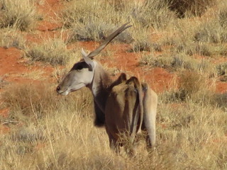 South Africa Hunting Safari - Northern Cape 48