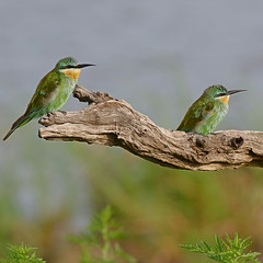 Blue-cheeked bee-eater, Merops persicus, Chobe National Park