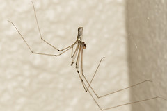 319/365  Long-bodied Cellar Spider (Pholcus phalangioides) (Pholcidae)