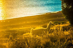 A llama on the shores of Lake Titicaca as the sunsets.