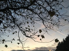 2017 (Day 314 - Nov 10th): Last leaves of the year, in silhouette