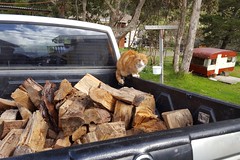 Kitty hilft beim Holz auffüllen indem sie auf wichtigeres drängt. Kuscheln!