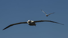 Anglų lietuvių žodynas. Žodis albatross reiškia n  zool. albatrosas 2 prk. sunki našta, kliūtis (t. p. albatross around smb’s neck) lietuviškai.