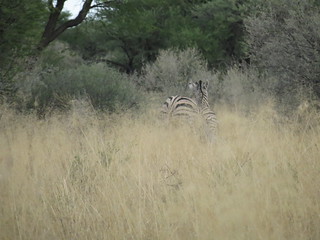 Namibia Hunting Safari 29