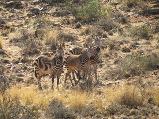 South Africa Hunting Safari - Northern Cape 99