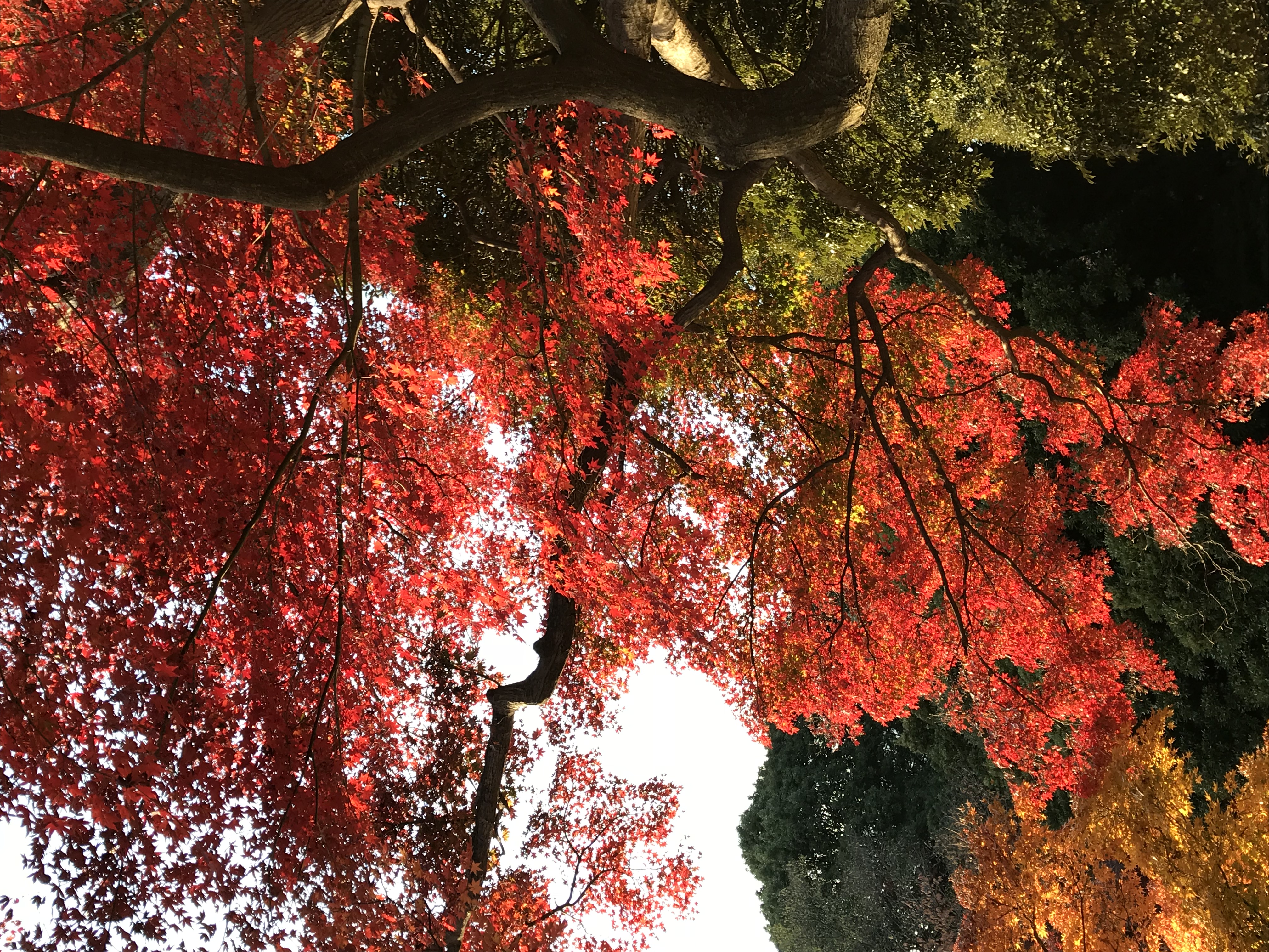 紅葉と芝生から富久クロスの写真