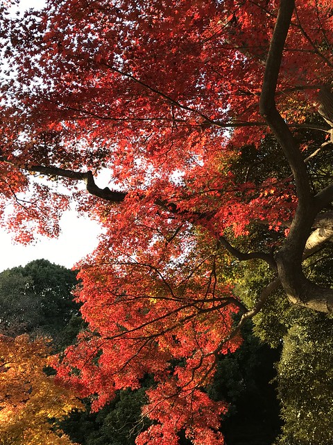 紅葉と芝生から富久クロスの写真