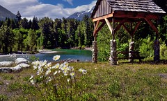 A Picturesque Setting for Daisies Along the Stehekin River (Lake Chelan National Recreation Area)