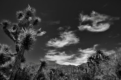 Blue Skies with Wisps of Clouds Above the Sonora Desert (Black & White)