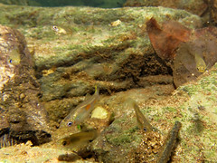 IMG_1752_DxOQuare-guppies • <a style="font-size:0.8em;" href="http://www.flickr.com/photos/142691167@N05/23996350527/" target="_blank">View on Flickr</a>