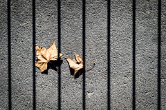 Trapped Autumn<br/>© <a href="https://flickr.com/people/79148003@N00" target="_blank" rel="nofollow">79148003@N00</a> (<a href="https://flickr.com/photo.gne?id=38746075341" target="_blank" rel="nofollow">Flickr</a>)