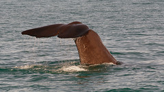 Sperm Whale. (Physeter macrocephalus)