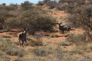 South Africa Hunting Safari - Northern Cape 87