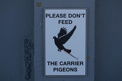 Please don't feed the carrier pidgeons • <a style="font-size:0.8em;" href="http://www.flickr.com/photos/28558260@N04/38341131602/" target="_blank">View on Flickr</a>