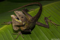 Maned Forest Lizard (Bronchocela jubata) • <a style="font-size:0.8em;" href="http://www.flickr.com/photos/152665693@N07/38461199906/" target="_blank">View on Flickr</a>