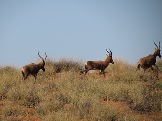 South Africa Hunting Safari - Northern Cape 50
