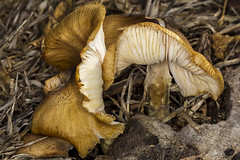 314/365  Mushrooms