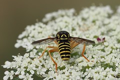 Wasp-mimic hoverfly (Spilomyia saltuum), Villeneuve-de-Berg, Ardèche, France
