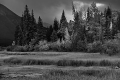 Marshland and Some Colorful Trees Along the Shores of Vermillion Trees (Black & White, Banff National Park)