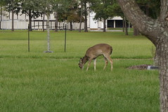 Johnson Space Center Deers • <a style="font-size:0.8em;" href="http://www.flickr.com/photos/28558260@N04/39079289801/" target="_blank">View on Flickr</a>