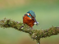 Kingfisher (M)