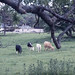 Colonsay house and cattle, 1986