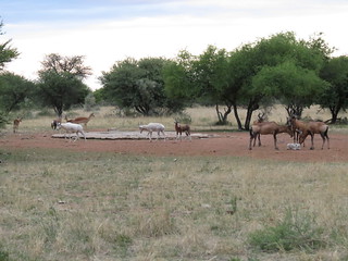Namibia Hunting Safari 33
