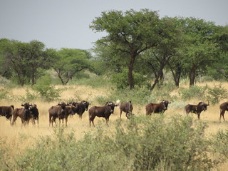 Namibia Hunting Safari 20