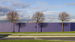 ... three trees and a purple fence ...