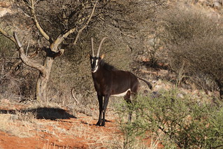 South Africa Hunting Safari - Northern Cape 82