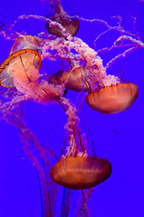 Jellyfish at Ripley