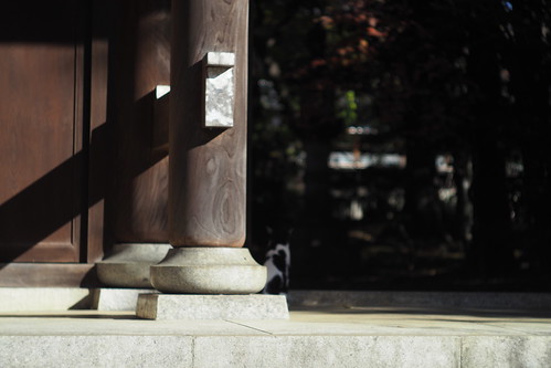 PEN-F+Canon serenar 50mm f1.8雑司ヶ谷法名寺の猫。黒ブチ