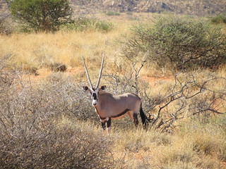 South Africa Hunting Safari - Northern Cape 31