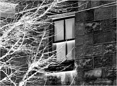 Trees Branches Beg the Window to Chat ~ The Building Just Stands There Like a Stone Wall • <a style="font-size:0.8em;" href="http://www.flickr.com/photos/41625052@N00/37647623105/" target="_blank">View on Flickr</a>