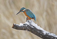 Anglų lietuvių žodynas. Žodis kingfisher reiškia n zool. tulžys (paukštis) lietuviškai.